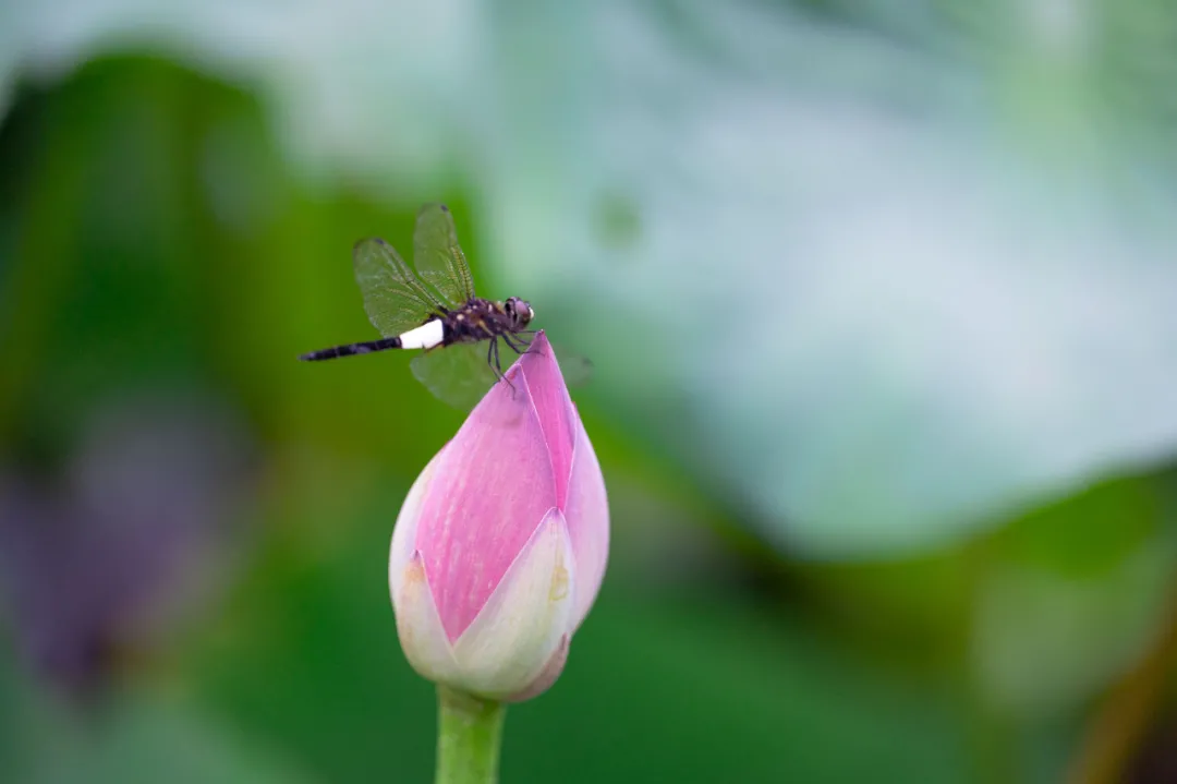 北大的夏，等你的荷