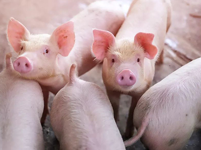 首页| 9001cc金沙集团以诚为本官网