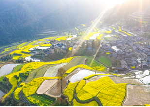 雷明：年轻人，回到故里，让故里沉生