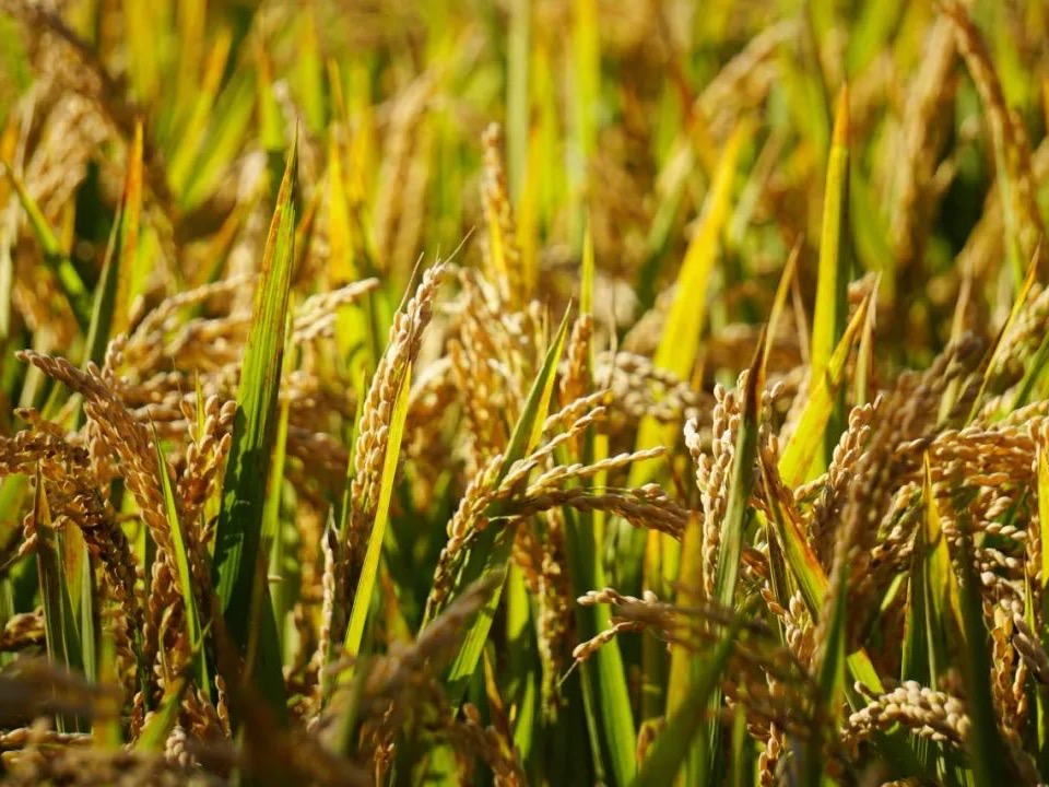 首页| 9001cc金沙集团以诚为本官网