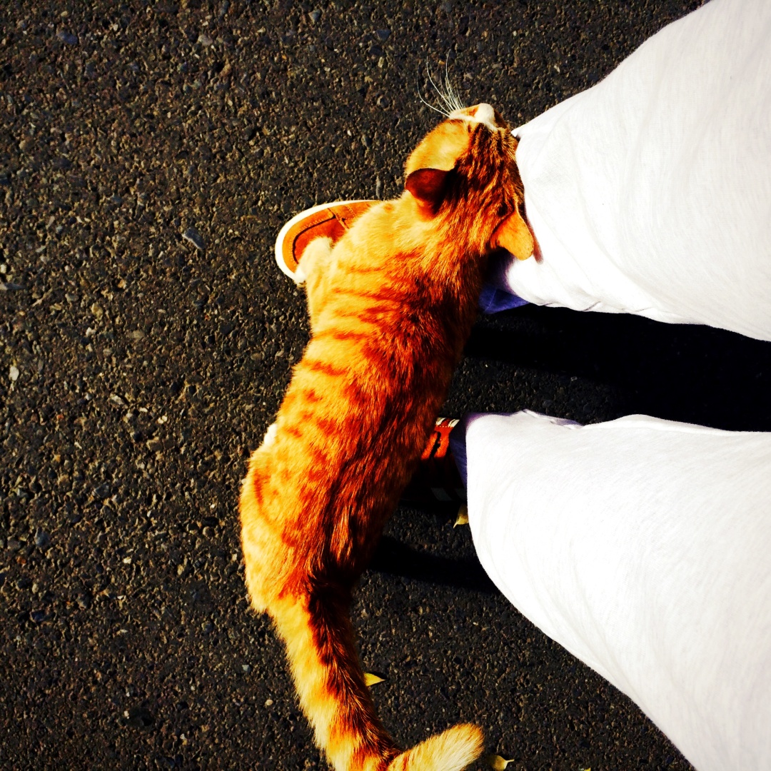 4B63D4DC6FCD352D9F9B5292687_DF25B5E7_8C5A4.jpg?e=